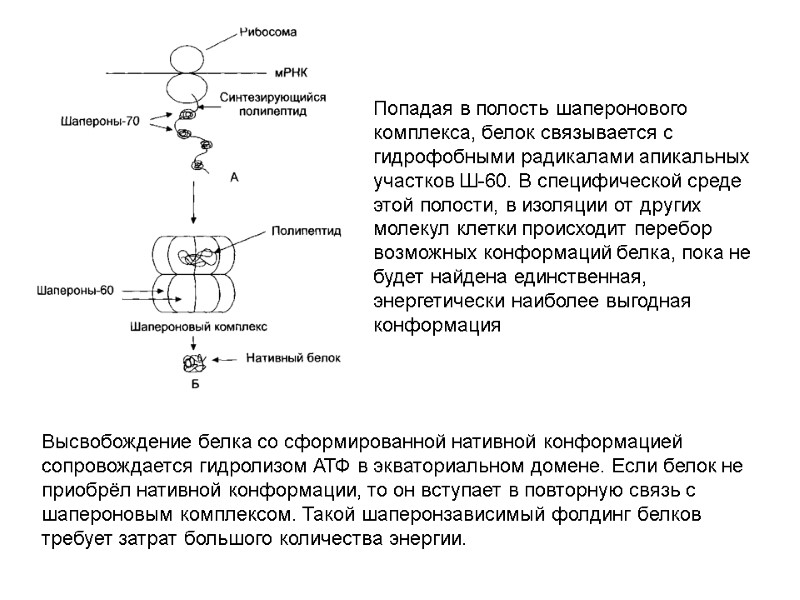 Высвобождение белка со сформированной нативной конформацией сопровождается гидролизом АТФ в экваториальном домене. Если белок
